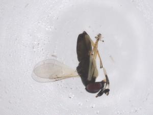  ( - CBG-B03917-F10)  @11 [ ] CreativeCommons - Attribution Share - Alike (2025) Centre for Biodiversity Genomics Centre for Biodiversity Genomics