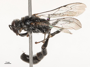  ( - CBG-B03939-C11)  @11 [ ] CreativeCommons - Attribution Share - Alike (2025) CBG Photography Group Centre for Biodiversity Genomics