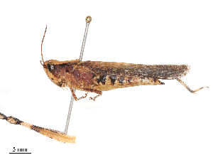  ( - CBG-B03945-F07)  @11 [ ] CreativeCommons - Attribution Share - Alike (2025) CBG Photography Group Centre for Biodiversity Genomics