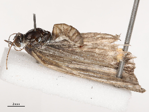  ( - CBG-B04120-A05)  @11 [ ] CreativeCommons - Attribution Share - Alike (2025) CBG Photography Group Centre for Biodiversity Genomics