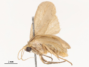  ( - CBG-B04129-C04)  @11 [ ] CreativeCommons - Attribution Share - Alike (2025) CBG Photography Group Centre for Biodiversity Genomics