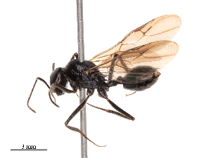  ( - CBG-B07951-D02)  @11 [ ] CreativeCommons - Attribution Share - Alike (2025) CBG Photography Group Centre for Biodiversity Genomics