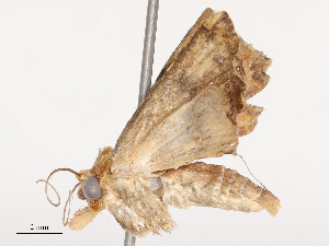  ( - CBG-B14769-A05)  @11 [ ] CreativeCommons - Attribution Share - Alike (2025) CBG Photography Group Centre for Biodiversity Genomics