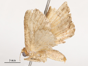  ( - CBG-B14769-A06)  @11 [ ] CreativeCommons - Attribution Share - Alike (2025) CBG Photography Group Centre for Biodiversity Genomics