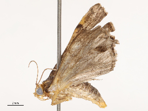  ( - CBG-B14769-F06)  @11 [ ] CreativeCommons - Attribution Share - Alike (2025) CBG Photography Group Centre for Biodiversity Genomics
