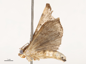 ( - CBG-B14769-F09)  @11 [ ] CreativeCommons - Attribution Share - Alike (2025) CBG Photography Group Centre for Biodiversity Genomics