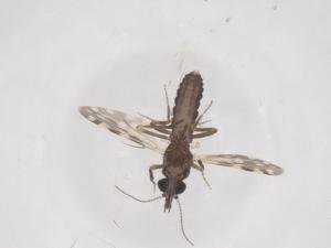  ( - CBG-B20418-C03)  @11 [ ] CreativeCommons - Attribution Share - Alike (2025) Centre for Biodiversity Genomics Centre for Biodiversity Genomics