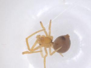  (Theridion metabolum - CBG-B20764-F08)  @11 [ ] CreativeCommons - Attribution Share - Alike (2025) Centre for Biodiversity Genomics Centre for Biodiversity Genomics