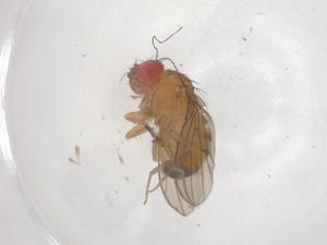  ( - CBG-B05068-B02)  @11 [ ] CreativeCommons - Attribution Share - Alike (2025) Centre for Biodiversity Genomics Centre for Biodiversity Genomics