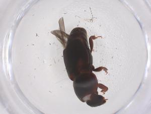  ( - CBG-B20355-F08)  @11 [ ] CreativeCommons - Attribution Share - Alike (2025) Centre for Biodiversity Genomics Centre for Biodiversity Genomics