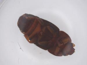  ( - CBG-B20356-D06)  @11 [ ] CreativeCommons - Attribution Share - Alike (2025) Centre for Biodiversity Genomics Centre for Biodiversity Genomics