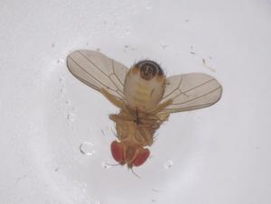  ( - CBG-B20364-C06)  @11 [ ] CreativeCommons - Attribution Share - Alike (2025) Centre for Biodiversity Genomics Centre for Biodiversity Genomics