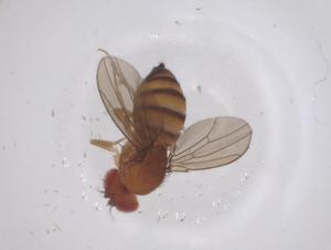  ( - CBG-B20364-D08)  @11 [ ] CreativeCommons - Attribution Share - Alike (2025) Centre for Biodiversity Genomics Centre for Biodiversity Genomics