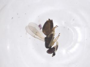  ( - CBG-B20364-H06)  @11 [ ] CreativeCommons - Attribution Share - Alike (2025) Centre for Biodiversity Genomics Centre for Biodiversity Genomics