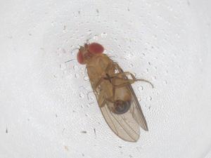  ( - CBG-B20365-B12)  @11 [ ] CreativeCommons - Attribution Share - Alike (2025) Centre for Biodiversity Genomics Centre for Biodiversity Genomics