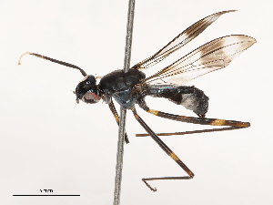  (Hybobata - CBG-B04137-G11)  @11 [ ] CreativeCommons - Attribution Share - Alike (2025) CBG Photography Group Centre for Biodiversity Genomics