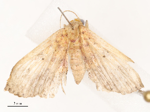  ( - CBG-B17211-D09)  @11 [ ] CreativeCommons - Attribution Share - Alike (2025) CBG Photography Group Centre for Biodiversity Genomics