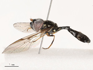  (Allobaccha brevis - CBG-B17211-F06)  @11 [ ] CreativeCommons - Attribution Share - Alike (2025) CBG Photography Group Centre for Biodiversity Genomics