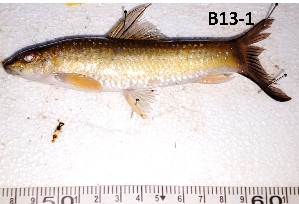  (Enteromius parablabes - B13-1)  @11 [ ] Copyright © (2025) JULIET AMA MAWUSI KOUDONU University of Ghana, Legon