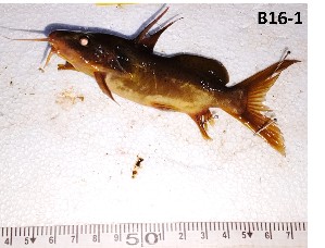  (Synodontis velifer - B16-1)  @11 [ ] Copyright © (2025) JULIET AMA MAWUSI KOUDONU University of Ghana, Legon