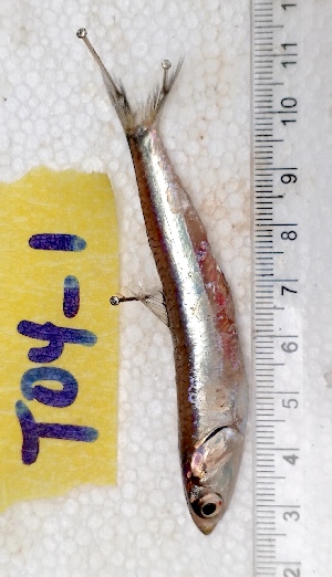  ( - T04-1)  @11 [ ] Copyright © (2060) JULIET AMA MAWUSI KOUDONU University of Ghana