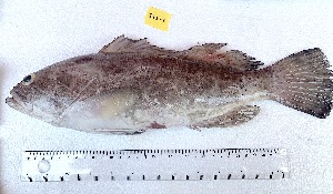  ( - T12-1)  @11 [ ] Copyright © (2070) JULIET AMA MAWUSI KOUDONU University of Ghana