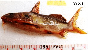  (Synodontis clarias - Y12-1)  @11 [ ] Copyright © (2025) JULIET AMA MAWUSI KOUDONU University of Ghana, Legon