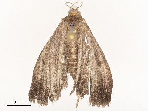  ( - CBG-B00078-D10)  @11 [ ] CreativeCommons - Attribution Share - Alike (2025) CBG Photography Group Centre for Biodiversity Genomics