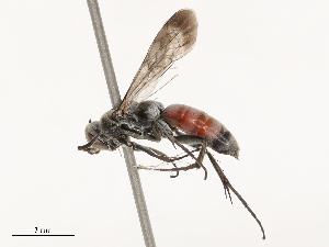  ( - CBG-B00078-G05)  @11 [ ] CreativeCommons - Attribution Share - Alike (2025) CBG Photography Group Centre for Biodiversity Genomics