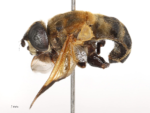  ( - CBG-B00083-D02)  @11 [ ] CreativeCommons - Attribution Share - Alike (2025) CBG Photography Group Centre for Biodiversity Genomics