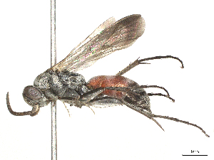  ( - CBG-B00085-H09)  @11 [ ] CreativeCommons - Attribution Share - Alike (2025) CBG Photography Group Centre for Biodiversity Genomics