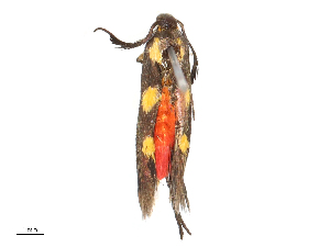  ( - CBG-B00093-B03)  @11 [ ] CreativeCommons - Attribution Share - Alike (2025) CBG Photography Group Centre for Biodiversity Genomics