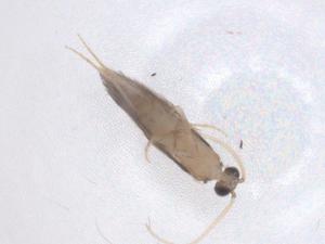  ( - CBG-B00747-G06)  @11 [ ] CreativeCommons - Attribution Share - Alike (2025) Centre for Biodiversity Genomics Centre for Biodiversity Genomics