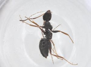  ( - CBG-B00751-G11)  @11 [ ] CreativeCommons - Attribution Share - Alike (2025) Centre for Biodiversity Genomics Centre for Biodiversity Genomics