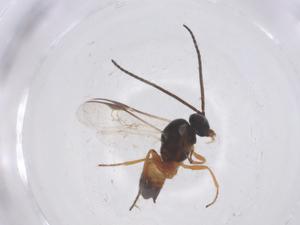 (Cotesia chrysippi - CBG-B00767-D10)  @11 [ ] CreativeCommons - Attribution Share - Alike (2025) Centre for Biodiversity Genomics Centre for Biodiversity Genomics