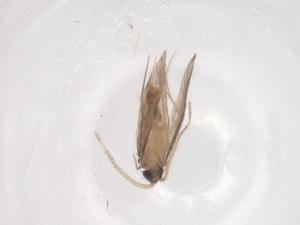  ( - CBG-B00786-G04)  @11 [ ] CreativeCommons - Attribution Share - Alike (2025) Centre for Biodiversity Genomics Centre for Biodiversity Genomics