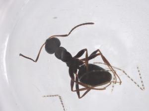  ( - CBG-B00858-A03)  @11 [ ] CreativeCommons - Attribution Share - Alike (2025) Centre for Biodiversity Genomics Centre for Biodiversity Genomics