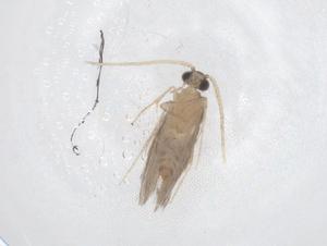  ( - CBG-B01360-E11)  @11 [ ] CreativeCommons - Attribution Share - Alike (2025) Centre for Biodiversity Genomics Centre for Biodiversity Genomics