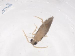  ( - CBG-B01361-B01)  @11 [ ] CreativeCommons - Attribution Share - Alike (2025) Centre for Biodiversity Genomics Centre for Biodiversity Genomics