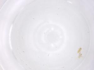  ( - CBG-B01554-A11)  @11 [ ] CreativeCommons - Attribution Share - Alike (2025) Centre for Biodiversity Genomics Centre for Biodiversity Genomics