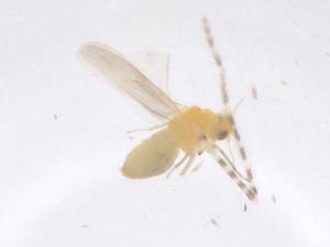  ( - CBG-B01554-B02)  @11 [ ] CreativeCommons - Attribution Share - Alike (2025) Centre for Biodiversity Genomics Centre for Biodiversity Genomics