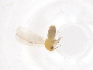  ( - CBG-B01611-H06)  @11 [ ] CreativeCommons - Attribution Share - Alike (2025) Centre for Biodiversity Genomics Centre for Biodiversity Genomics