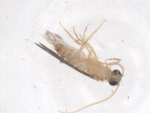  ( - CBG-B02051-G06)  @11 [ ] CreativeCommons - Attribution Share - Alike (2025) Centre for Biodiversity Genomics Centre for Biodiversity Genomics