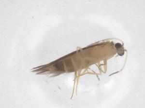  ( - CBG-B02989-G08)  @11 [ ] CreativeCommons - Attribution Share - Alike (2025) Centre for Biodiversity Genomics Centre for Biodiversity Genomics