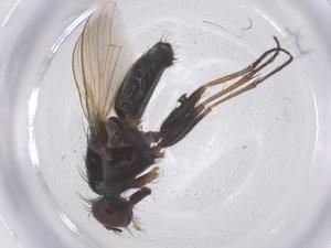  ( - CBG-B07640-G10)  @11 [ ] CreativeCommons - Attribution Share - Alike (2025) Centre for Biodiversity Genomics Centre for Biodiversity Genomics