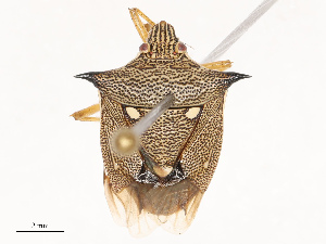  ( - CBG-B19169-F02)  @11 [ ] CreativeCommons - Attribution Share - Alike (2025) CBG Photography Group Centre for Biodiversity Genomics