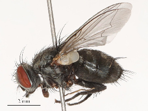  ( - CBG-B19182-G08)  @11 [ ] CreativeCommons - Attribution Share - Alike (2025) CBG Photography Group Centre for Biodiversity Genomics
