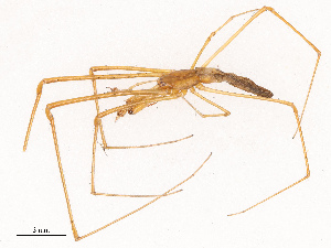  ( - CBG-B19182-H04)  @11 [ ] CreativeCommons - Attribution Share - Alike (2025) CBG Photography Group Centre for Biodiversity Genomics