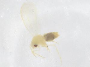  ( - CBG-B20835-E03)  @11 [ ] CreativeCommons - Attribution Share - Alike (2025) Centre for Biodiversity Genomics Centre for Biodiversity Genomics