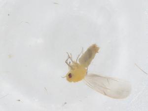  (Aleurotrachelus - CBG-B20850-C10)  @11 [ ] CreativeCommons - Attribution Share - Alike (2025) Centre for Biodiversity Genomics Centre for Biodiversity Genomics
